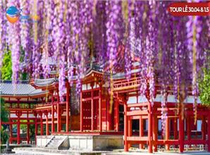 Tour Nhật Bản Lễ 30/4: Shinhotaka Route Mùa Hoa Tử Đằng